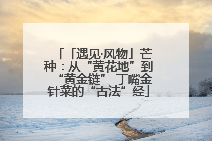 「遇见·风物」芒种：从“黄花地”到“黄金链” 丁嘴金针菜的“古法”经