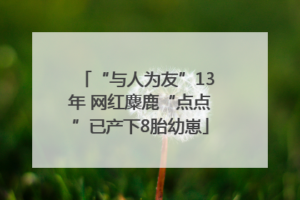 “与人为友”13年 网红麋鹿“点点”已产下8胎幼崽