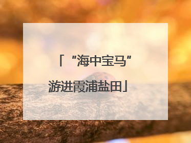 “海中宝马”游进霞浦盐田