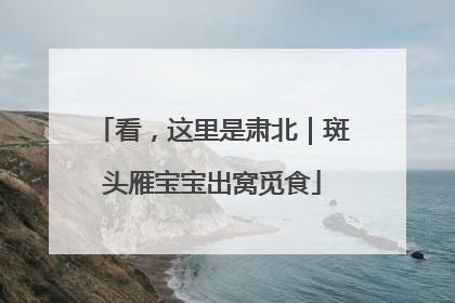 看，这里是肃北｜斑头雁宝宝出窝觅食