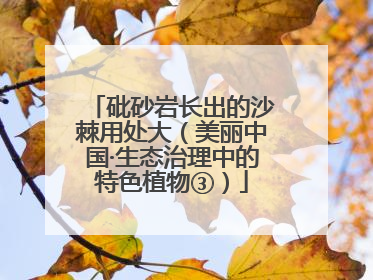 砒砂岩长出的沙棘用处大（美丽中国·生态治理中的特色植物③）