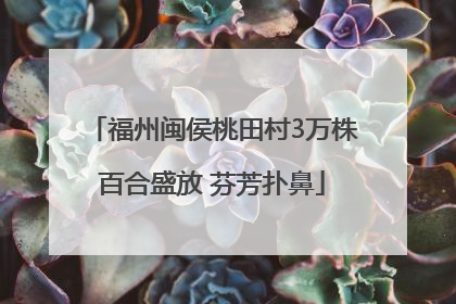 福州闽侯桃田村3万株百合盛放 芬芳扑鼻