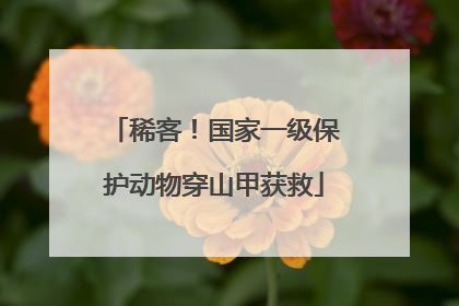稀客！国家一级保护动物穿山甲获救