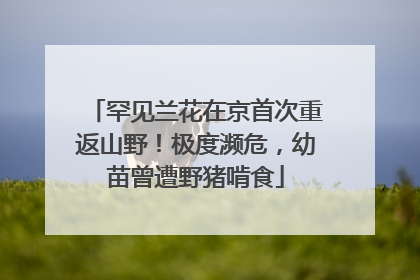 罕见兰花在京首次重返山野！极度濒危，幼苗曾遭野猪啃食