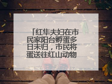 红隼夫妇在市民家阳台孵蛋多日未归，市民将蛋送往红山动物园“抢救”