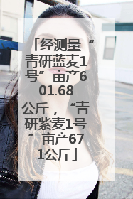 经测量“青研蓝麦1号”亩产601.68公斤，“青研紫麦1号”亩产671公斤