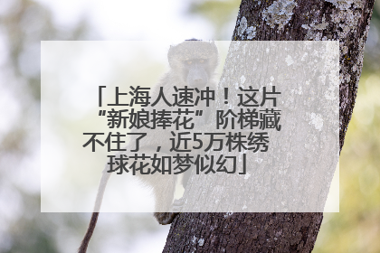 上海人速冲！这片“新娘捧花”阶梯藏不住了，近5万株绣球花如梦似幻