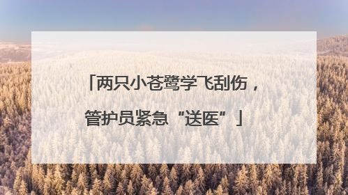 两只小苍鹭学飞刮伤，管护员紧急“送医”