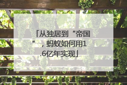 从独居到“帝国”，蚂蚁如何用1.6亿年实现