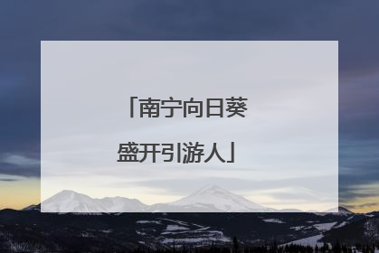 南宁向日葵盛开引游人