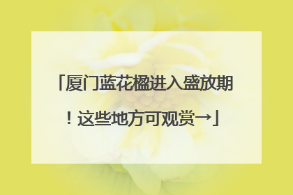 厦门蓝花楹进入盛放期！这些地方可观赏→
