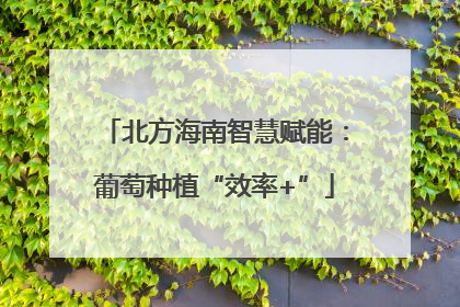 北方海南智慧赋能：葡萄种植“效率+”