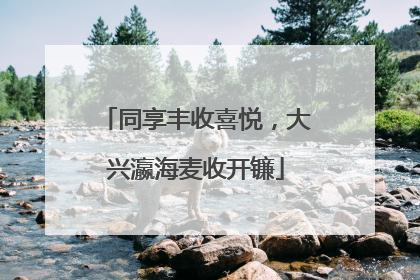 同享丰收喜悦，大兴瀛海麦收开镰