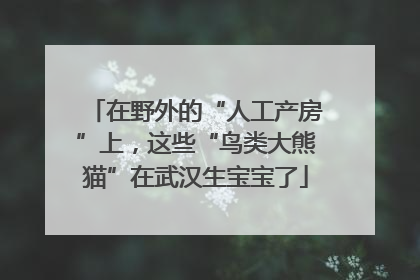 在野外的“人工产房”上，这些“鸟类大熊猫”在武汉生宝宝了