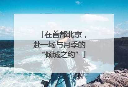 在首都北京，赴一场与月季的“倾城之约”