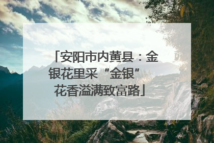 安阳市内黄县：金银花里采“金银” 花香溢满致富路