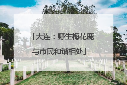 大连：野生梅花鹿与市民和谐相处