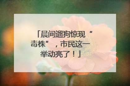 晨间遛狗惊现“毒株”，市民这一举动亮了！