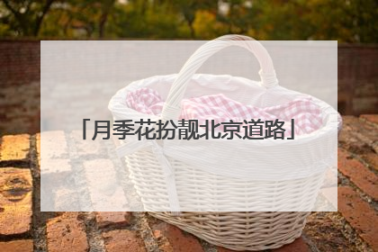 月季花扮靓北京道路