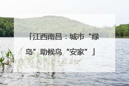 江西南昌：城市“绿岛”助候鸟“安家”