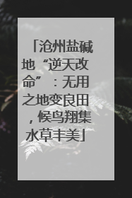 沧州盐碱地“逆天改命”：无用之地变良田，候鸟翔集水草丰美