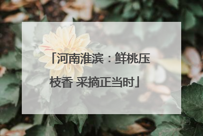 河南淮滨：鲜桃压枝香 采摘正当时