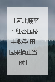 河北顺平：红杏压枝丰收季 田园采摘正当时