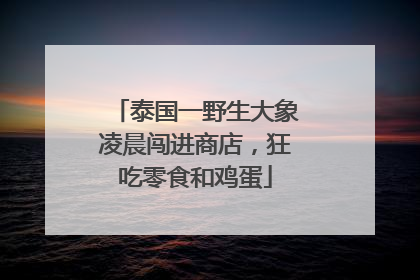泰国一野生大象凌晨闯进商店，狂吃零食和鸡蛋