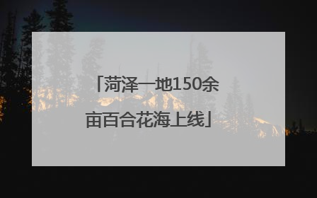 菏泽一地150余亩百合花海上线