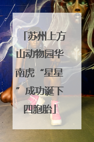 苏州上方山动物园华南虎“星星”成功诞下四胞胎
