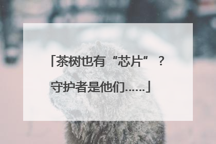 茶树也有“芯片”？守护者是他们……