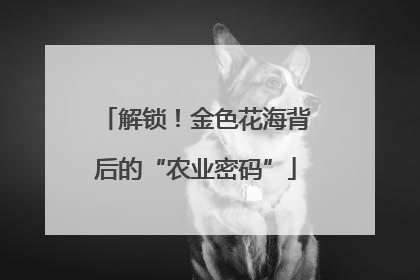 解锁！金色花海背后的“农业密码”