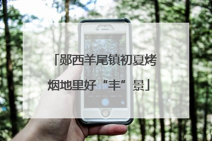 郧西羊尾镇初夏烤烟地里好“丰”景