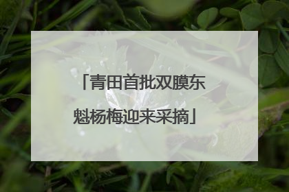 青田首批双膜东魁杨梅迎来采摘