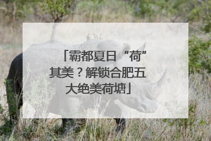 霸都夏日“荷”其美？解锁合肥五大绝美荷塘
